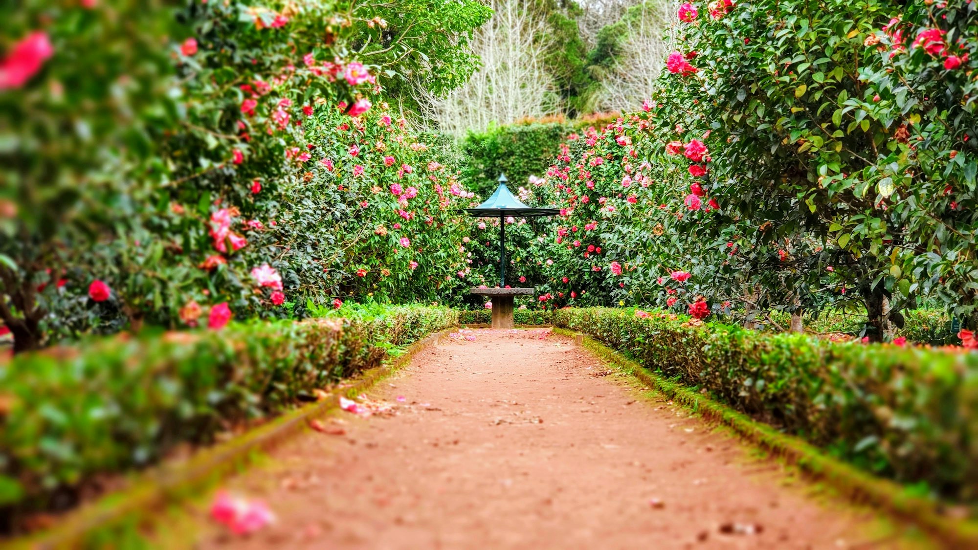 Clipped flowering hedges along a garden path